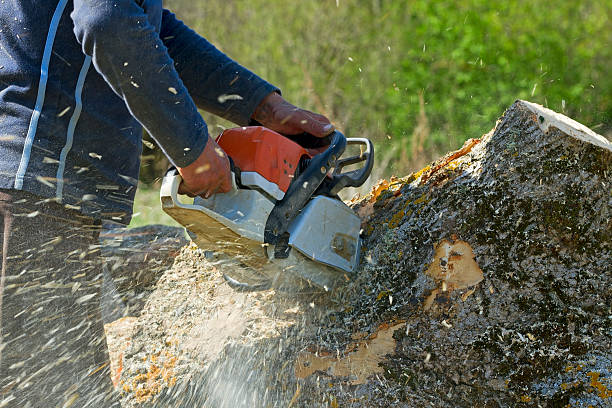 Best Tree Stump Removal  in Emmaus, PA